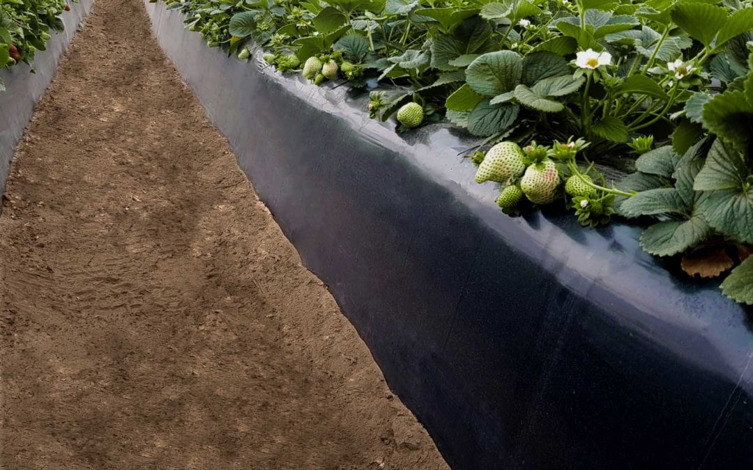 AgroGM recomienda a los técnicos de empresas de frutos rojos herramientas para mejorar la producción y maduración estancada