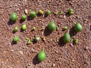 Daños provocados en frutos por D. aberiae