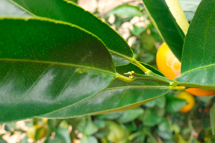 Que son los bioestimulantes agricolas