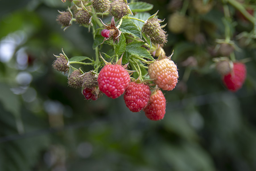 La superficie de cultivo de frutos rojos en Huelva se mantiene estable esta campaña