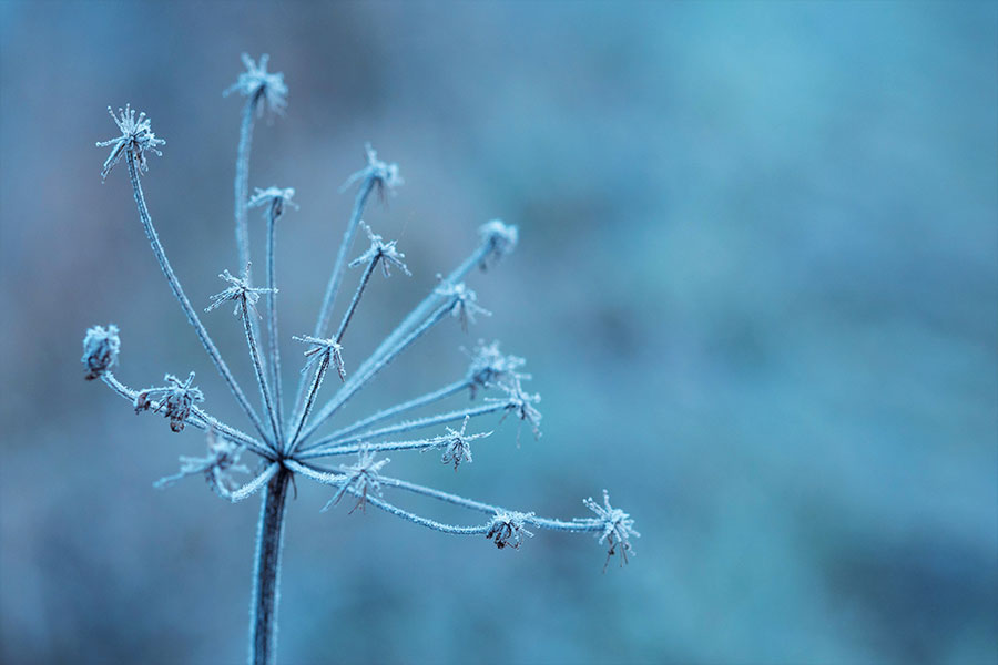 Bajas Temperaturas En Plantas