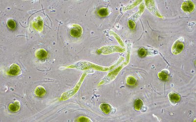Cómo eliminar las algas de tus balsas y mejorar tus sistemas de riego y la nutrición de tus plantas