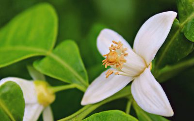 Estimula la brotación de los cítricos y garantízate una buena cosecha