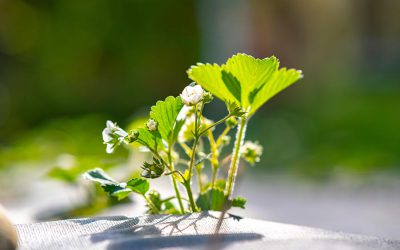 Descubre qué aporta el calcio a tus plantas