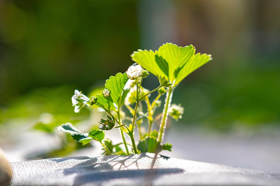 Descubre qué aporta el calcio a tus plantas