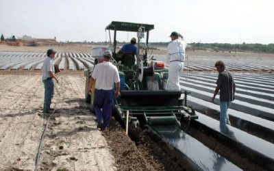 Desinfección natural de suelos: la caída de los químicos en la agricultura