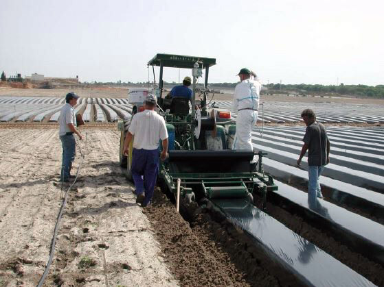 Desinfección natural de suelos: la caída de los químicos en la agricultura