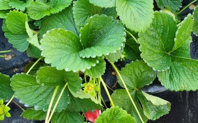 Cómo hacer el manejo integrado de plagas con productos 100 % naturales