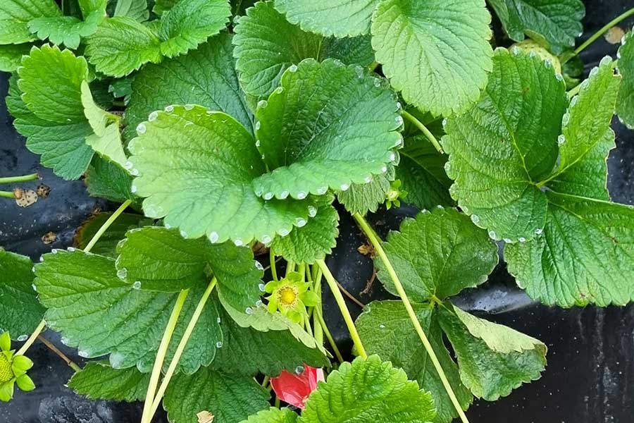 Cómo hacer el manejo integrado de plagas con productos 100 % naturales