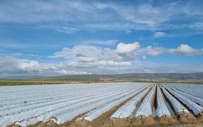 La plantación de fresas en viveros para la producción en Huelva ya ha finalizado: cuídalas desde el inicio