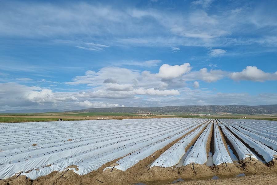 La plantación de fresas en viveros para la producción en Huelva ya ha finalizado: cuídalas desde el inicio