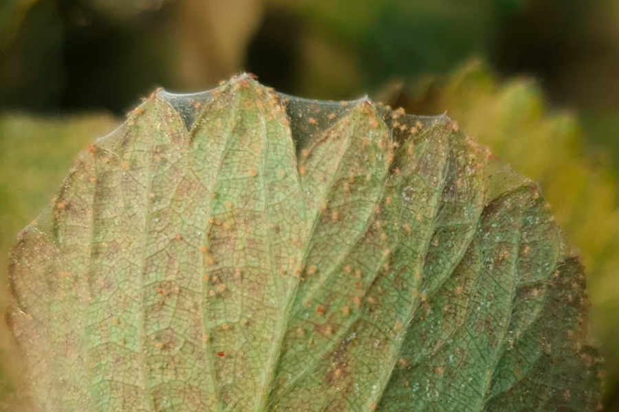 Cómo acabar con la araña roja en el cultivo de la fresa