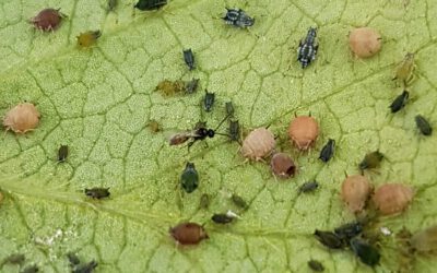 La plaga de pulgón en berries: combátela naturalmente