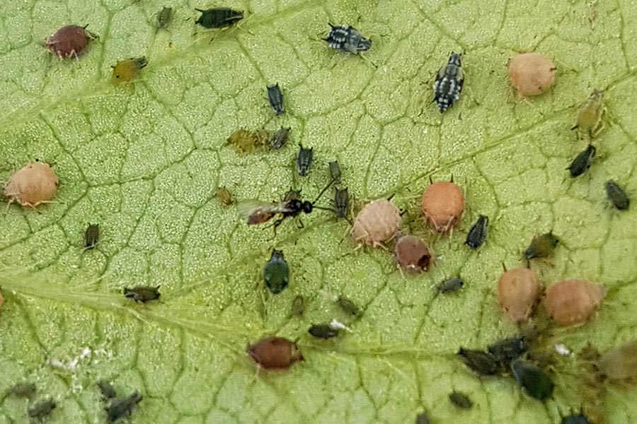 La plaga de pulgón en berries: combátela naturalmente