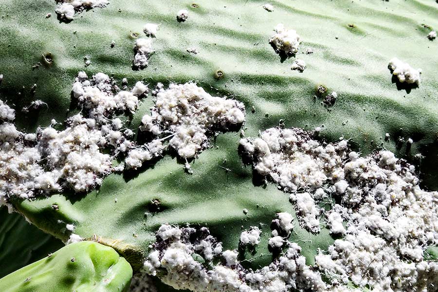 Combate la cochinilla algodonosa y evita la melaza en tus plantas