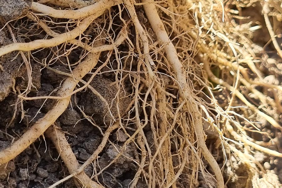 Estimula tu cultivo naturalmente y mejora la producción con las micorrizas