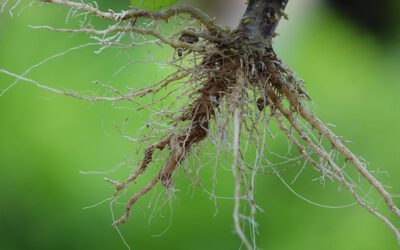 ¿Qué son las micorrizas? Estimula tu cultivo naturalmente y mejora la producción