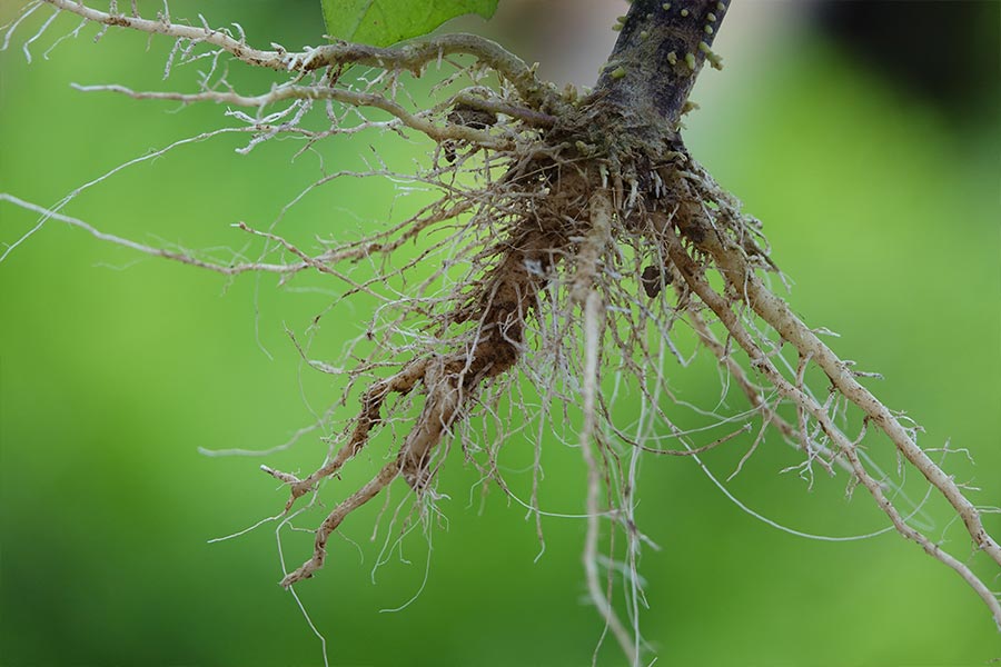 ¿Qué son las micorrizas? Estimula tu cultivo naturalmente y mejora la producción